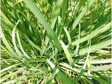 カルムファルコン(calmファルコン)/自家製ハーブ【レモングラス】