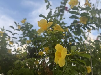 ザ スパ バイ タイムスケープ(THE SPA by TIMeSCAPE)/【沖縄の自然に包まれる時間】