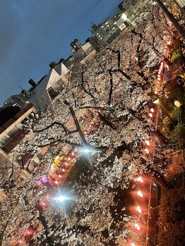 テッテ(tete)/【3月末限定】桜 ライトアップ