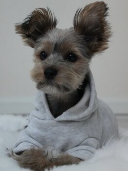 整体院カエデ(整体院KAEDE)/看板犬ぷー太郎