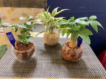 バランス整体サロン ノリノリ(NORINORI)/店内グリーン