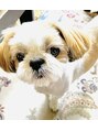ハナ(Hana) 実家のシーズー犬「次郎ちゃん」3代目!可愛いです(^^♪