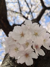 ビオールサロン 池袋東口(美allサロン)/桜の季節　パリジェンヌ空きあり