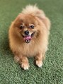 エイト&nbsp;我が家の溺愛中の愛犬くんです☆