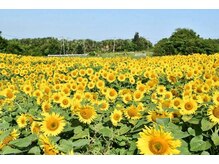 プチローズ/もう6月です。体調管理大切ね♪