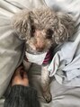 サラエクセレント 天王寺(SARA EXCELLENT) 愛犬のあいのすけです♪【バストアップ/バストケア/谷間/育乳】