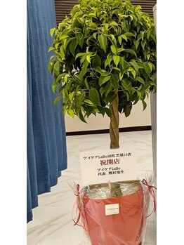 アイケアラボ 田町芝浦口店(アイケアLaBo)/観葉植物