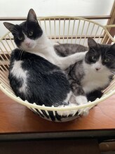 ソワンド ルバンシュ/我が家の猫☆千尋と琥珀☆