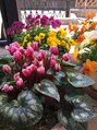 ポーラ ザ ビューティ 越谷店(POLA THE BEAUTY) シクラメンは毎年、猛暑を越えて元気に咲いてます。