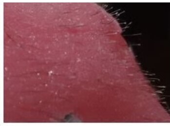 グルーミー(gloomy)/WAXで角質オフ♪ツル卵肌に♪