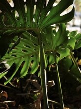 ヴェルニ(VERNI)&nbsp;Aya 