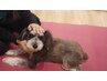【愛犬もリラックス♪】ペット鍼灸・マッサージ・リハビリ 30分　¥7500～