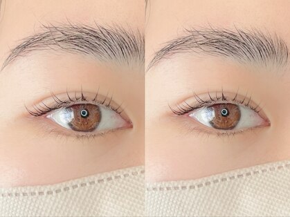 ステラ(stella)の写真