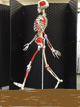 太陽整体室/歩き方（正常歩行）