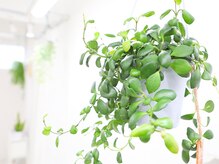 アジア整体 天白院/ホヤ　ヘウスケリアナ黄フラワー