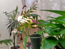 ほぐしサロン 天使の梯子の雰囲気(植物に囲まれ呼吸も深くなります 細胞の隅々までリフレッシュを)