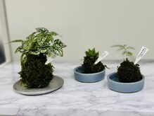 ホワイトニングショップ 札幌(Whitening Shop)/