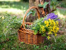 STEP2｜月と星のリズムを大切に育てたハーブ