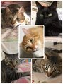 トトノエル 実家のニャンズ♪いつも癒されています(^^)