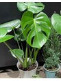 ジヒカ(ZIHICA)&nbsp;観葉植物に日々癒されて、パワ一もらってます^ ^