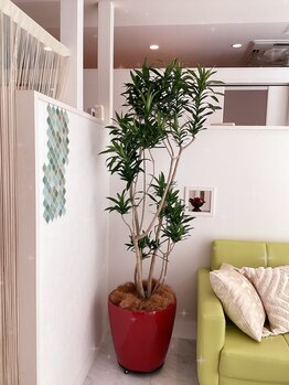 ビューティープロ ティアンドアイ(Beauty Pro T&i)/4月★サング・オブ・ジャマイカ