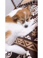 整体リアン 天神院(Lien) 実家の愛おしいワンちゃんです