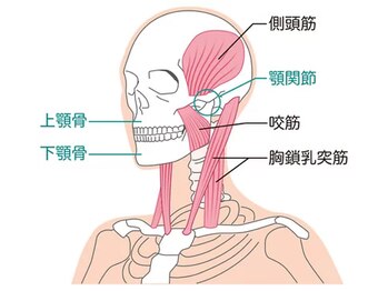 整体オガサワラ/首を支えてくれている胸鎖乳突筋