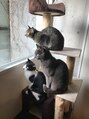 サンティ 南森町店 猫好き!我が家の猫様☆