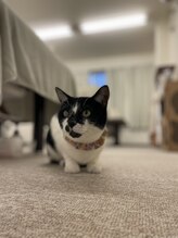 癒し日和 プラスにゃんこ 行徳店&nbsp;かいとう♀ 