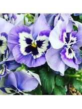 整体院 菫(sumire)/スミレの花が植えてあります☆