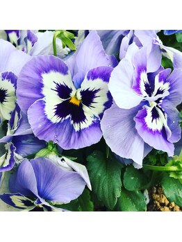 整体院 菫(sumire)/スミレの花が植えてあります☆