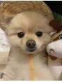 クレア(CREA) 愛犬ニコちゃんです♪ポメラニアンの女の子です