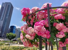 爪切り屋 足楽/春のバラ園★中ノ島