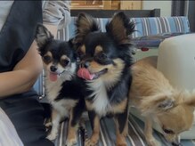 隣のリビングにワンコがいます☆