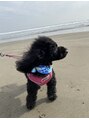 エムズ(m's)&nbsp;トイプードルを4匹飼っています♪