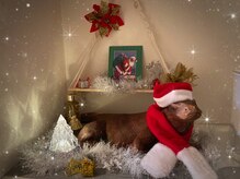 コモド(COMODO)/Ho Ho Ho !!!