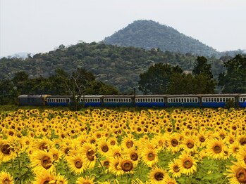 アジアンリラクゼーション ヴィラ 福岡東店(asian relaxation villa)/タイ；ひまわり列車