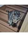 ルーム 津田沼店(ROOM) うちの愛猫、テオくんです♪♪