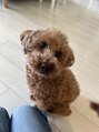 グイット 上大岡西口店(Goo-it!)&nbsp;保護犬で2歳の時家族になりました。抱っこが大好きな甘えん坊。