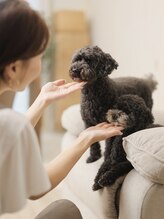 ジョワ(joie) team看板犬 