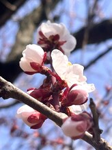 風冴(かぜさえ)/2026年サロンの梅の花