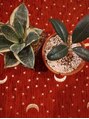 ボディワークサロン凛 観葉植物にはまりました。適当なのですが、お世話が楽しいです