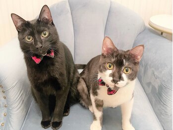 サロン ド ノアール(SALON DE NOIR)/看板猫のかぼすとらいむ