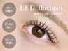 【高持続LED】ダブルフラット160束(320本) ¥11,550