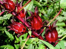 ジャワの宝石/ローゼルの美と癒し時間 &nbsp;