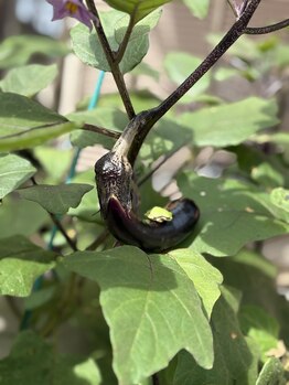 マコア 入谷店(Macore)/店先の茄子とかえる