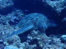 たにあん/亀も休息取ります