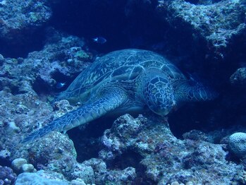 たにあん/亀も休息取ります