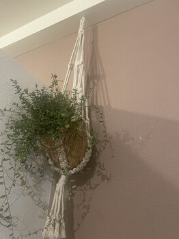 シェルジンジャー(shell ginger)/緑