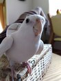 ことり&nbsp;今日も元気に歌ってます♪